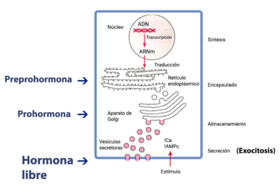 integracion de hormonas peptidicas en nutricion y dietetica