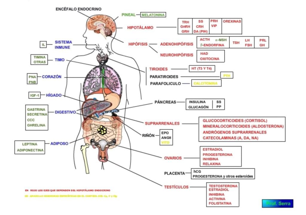 interaccion de hormonas peptidicas en el sistema endocrino