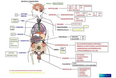 interaccion y comunicacion de las glandulas del sistema endocrino