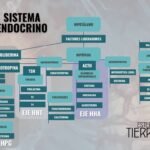 interacciones de hormonas peptidicas con las grasas en el cuerpo