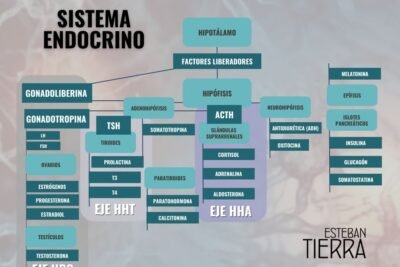 interacciones de hormonas peptidicas con las grasas en el cuerpo