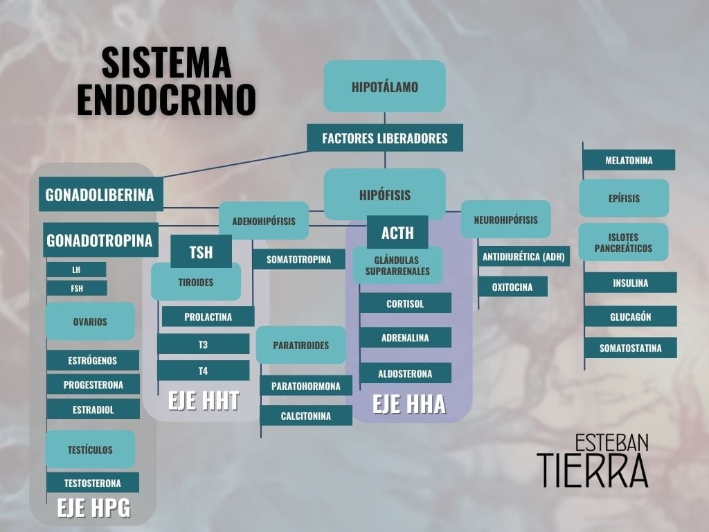 interacciones de hormonas peptidicas con las grasas en el cuerpo