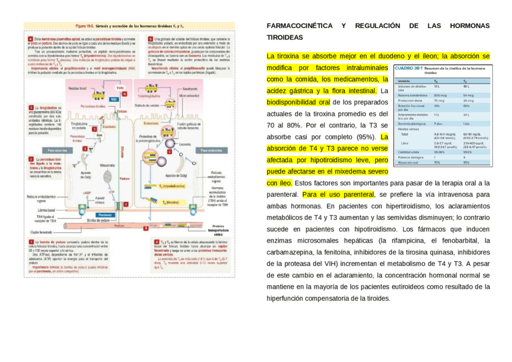 Interacciones entre andrógenos y hormonas tiroideas: un análisis 1 interacciones entre androgenos y hormonas tiroideas un analisis