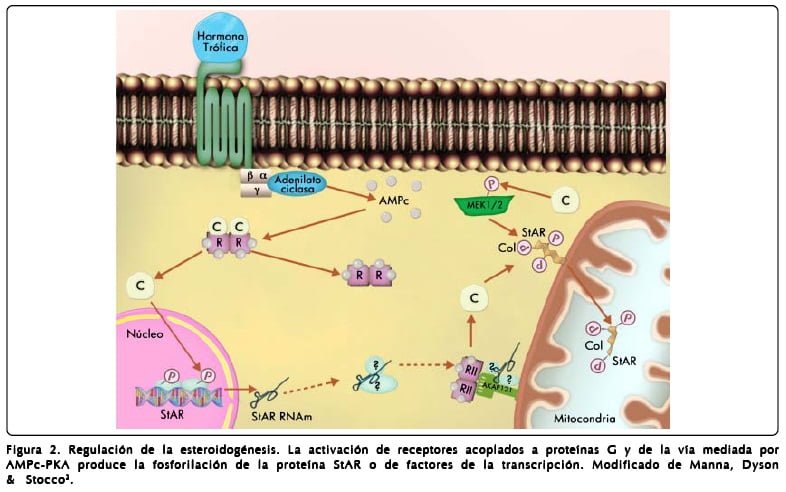 Intervención de hormonas peptídicas en el equilibrio hídrico 1 intervencion de hormonas peptidicas en el equilibrio hidrico