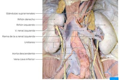 la funcion suprarrenal informacion clave y su importancia