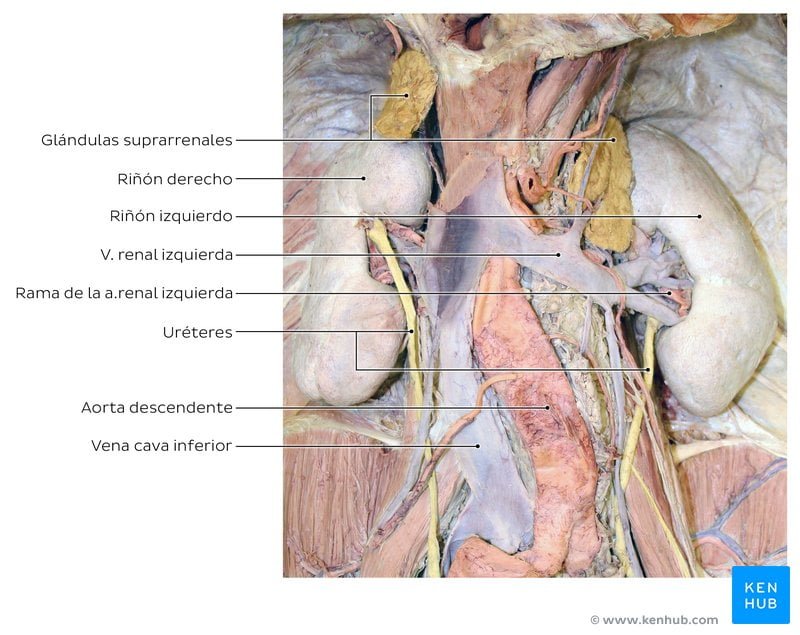 la funcion suprarrenal informacion clave y su importancia