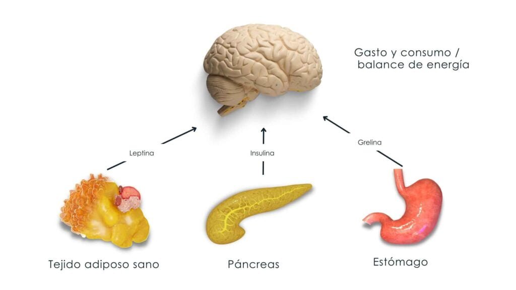 la ghrelina y su papel en la regulacion del hambre y metabolismo