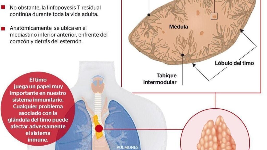 la importancia de la glandula timo en la salud inmunologica