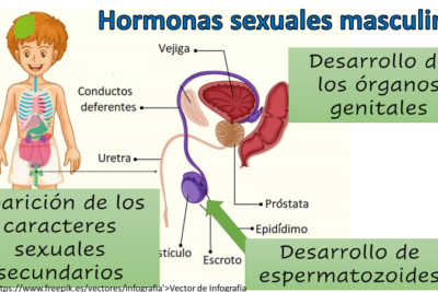 la importancia de la regulacion hormonal en el cuerpo humano