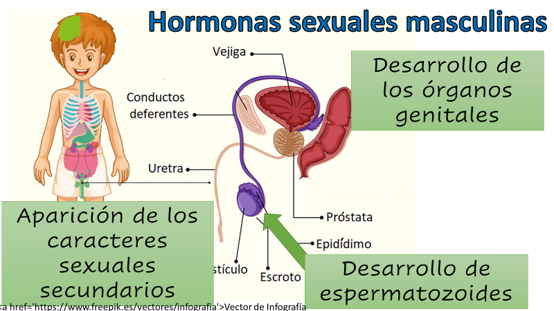 la importancia de la regulacion hormonal en el cuerpo humano