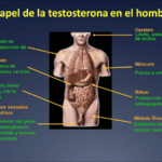 la importancia de la testosterona en la libido y deseo sexual