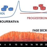 la progesterona y su papel en la regulacion del ciclo menstrual