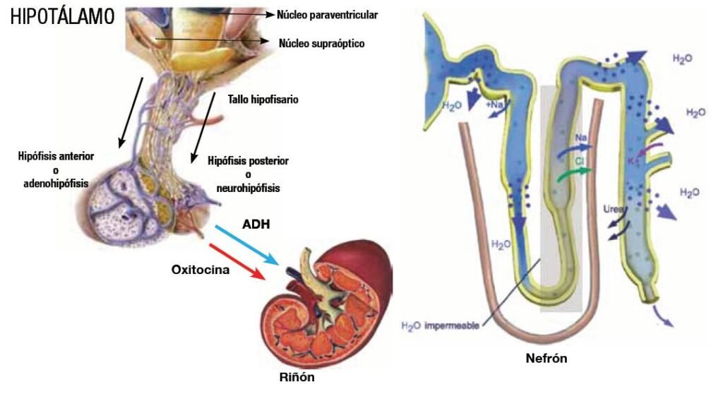 la vasopresina y su papel en la regulacion del cuerpo humano