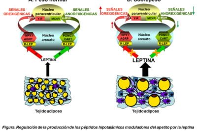 leptina su papel en el metabolismo y la regulacion del apetito