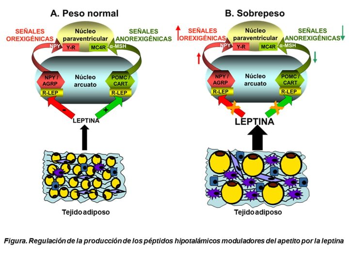 leptina su papel en el metabolismo y la regulacion del apetito