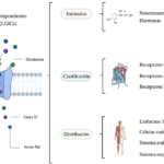 Ligandos Hormonales: Definición y Funciones Esenciales