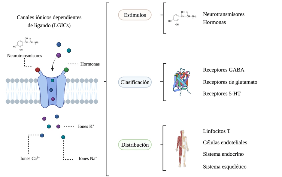 ligandos hormonales definicion y funciones esenciales