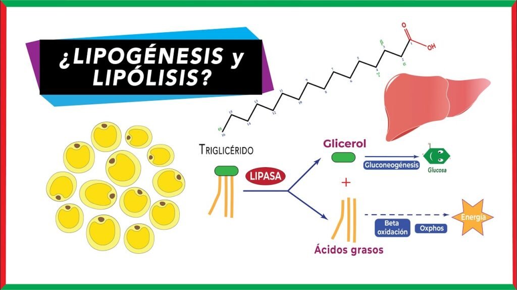 lipogenesis y lipolisis definicion y funciones metabolicas