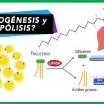 lipogenesis y lipolisis definicion y funciones metabolicas