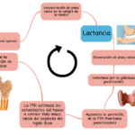 mecanismo y funcionamiento de la retroalimentacion hormonal