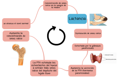 mecanismo y funcionamiento de la retroalimentacion hormonal