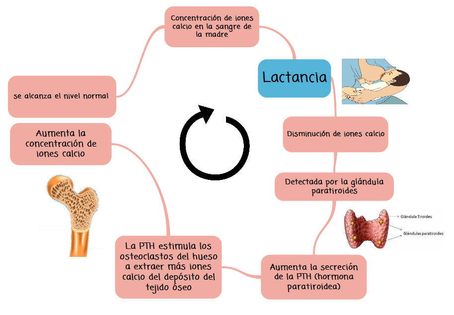 Mecanismo y funcionamiento de la retroalimentación hormonal 1 mecanismo y funcionamiento de la retroalimentacion hormonal