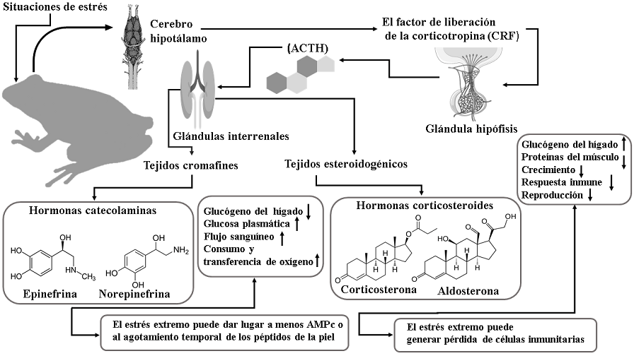 metabolismo adaptativo conceptos y funciones esenciales