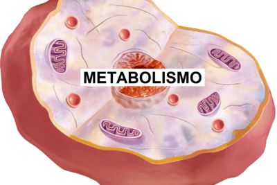 metabolismo celular definicion y funciones esenciales