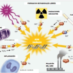 metabolismo de antioxidantes importancia y funciones clave