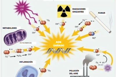 metabolismo de antioxidantes importancia y funciones clave