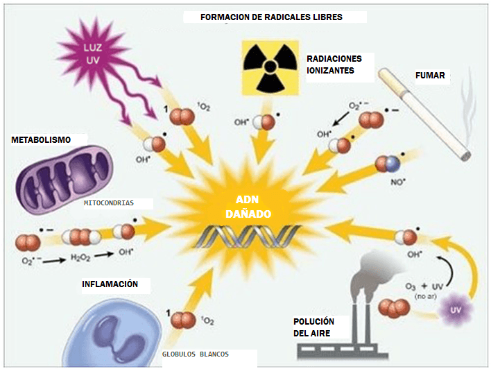 Metabolismo de Antioxidantes: Importancia y Funciones Clave 1 metabolismo de antioxidantes importancia y funciones clave