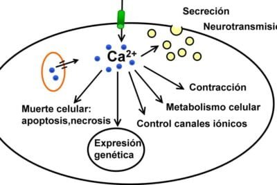 metabolismo de los iones conceptos y funciones esenciales