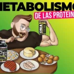 metabolismo de proteinas y su importancia en el organismo