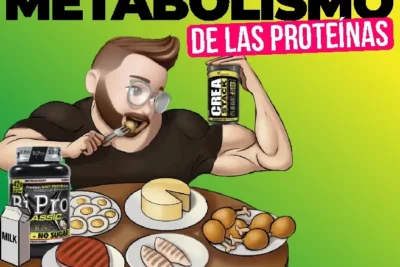 metabolismo de proteinas y su importancia en el organismo
