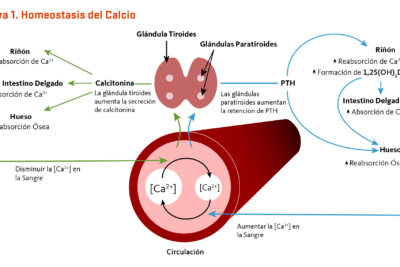 metabolismo del calcio funciones regulacion e importancia