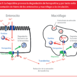 metabolismo del hierro funciones y su importancia en el cuerpo