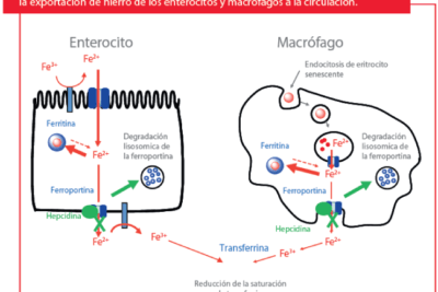 metabolismo del hierro funciones y su importancia en el cuerpo