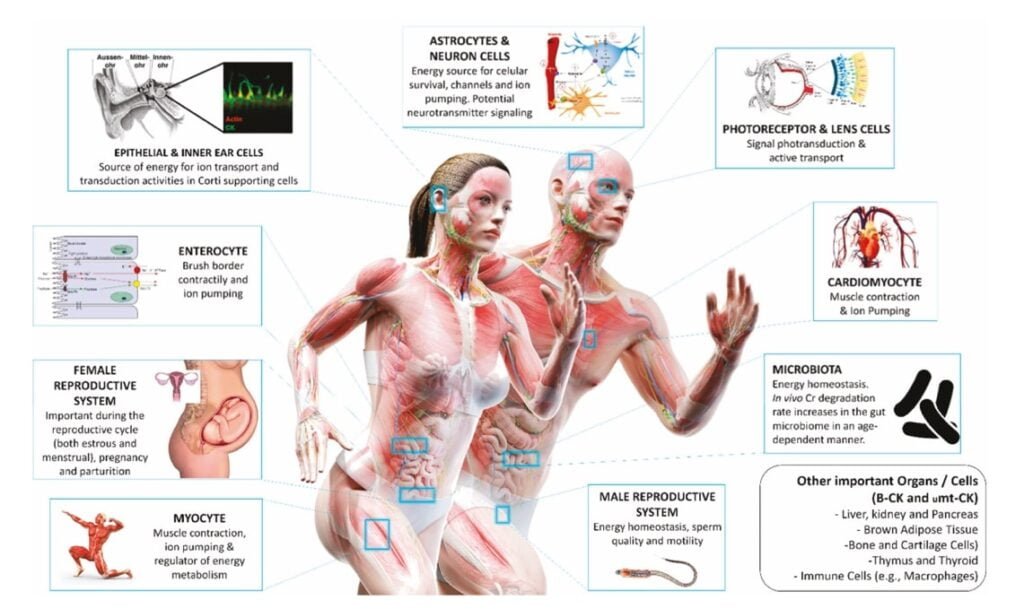 metabolismo y su relacion con la salud reproductiva humana