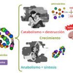 Metabolitos: clasificación e importancia biológica en la vida