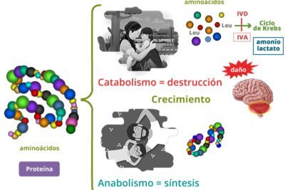 metabolitos clasificacion e importancia biologica en la vida