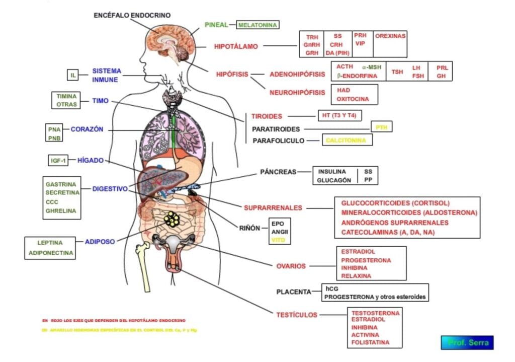 Métodos y técnicas para medir la actividad de hormonas peptídicas 1 metodos y tecnicas para medir la actividad de hormonas peptidicas
