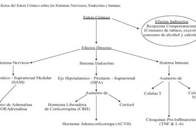 neuroendocrinos y metabolismo enfoque integral y detallado