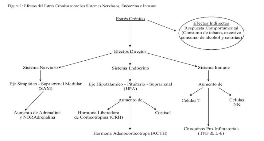 Neuroendocrinos y metabolismo: enfoque integral y detallado 1 neuroendocrinos y metabolismo enfoque integral y detallado
