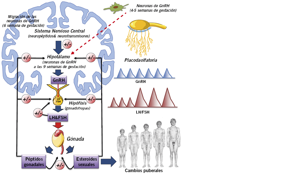 neurotransmisores y su influencia en el eje hormonal