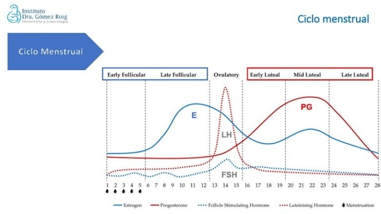 niveles de estrogenos en la vida humana y sus variaciones