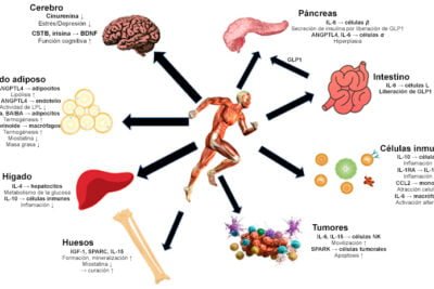 obesidad eje hormonal y su impacto en la salud general