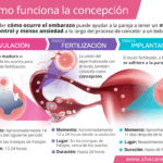 ovulacion y su relacion con la fertilidad que es y como funciona