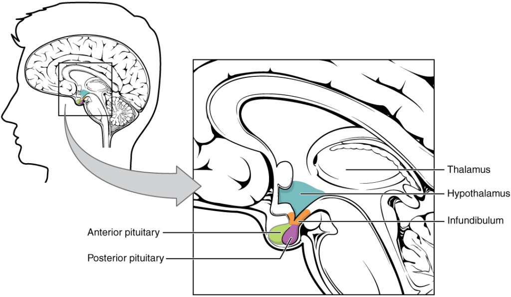 Papel de la glándula pituitaria en la producción hormonal 1 papel de la glandula pituitaria en la produccion hormonal