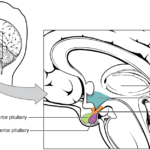 papel de la glandula pituitaria en la produccion hormonal