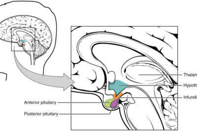 papel de la glandula pituitaria en la produccion hormonal
